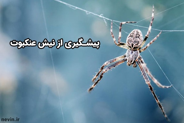 پیشگیری از نیش عنکبوت - nevin.ir