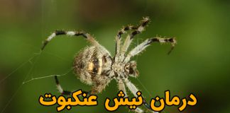 درمان نیش عنکبوت در طبیعت و کمپینگ - nevin.ir