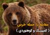 مقابله با حمله خرس در طبیعت - nevin.ir