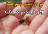 درمان نیش زنبور عسل در طبیعت و کمپینگ - nevin.ir